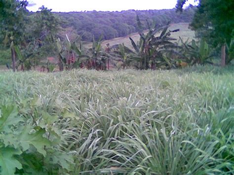 Feature: Behind the success of Biliran citronella oil extraction .